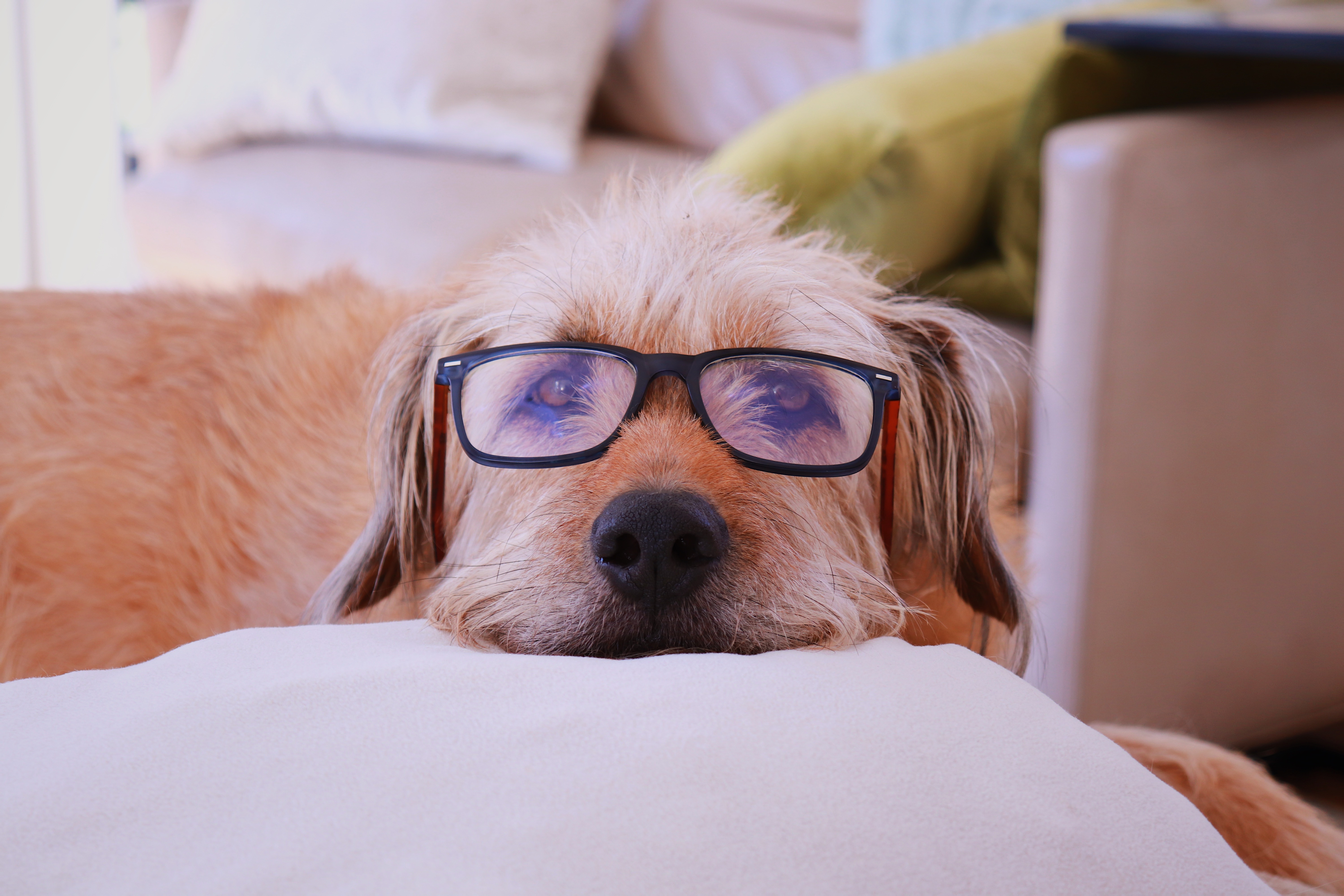 Lockdown meant Mozzie received more attention than ever.